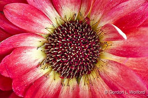 Gerbera Closeup_P1120709.12.jpg - Photographed at Smiths Falls, Ontario, Canada.
